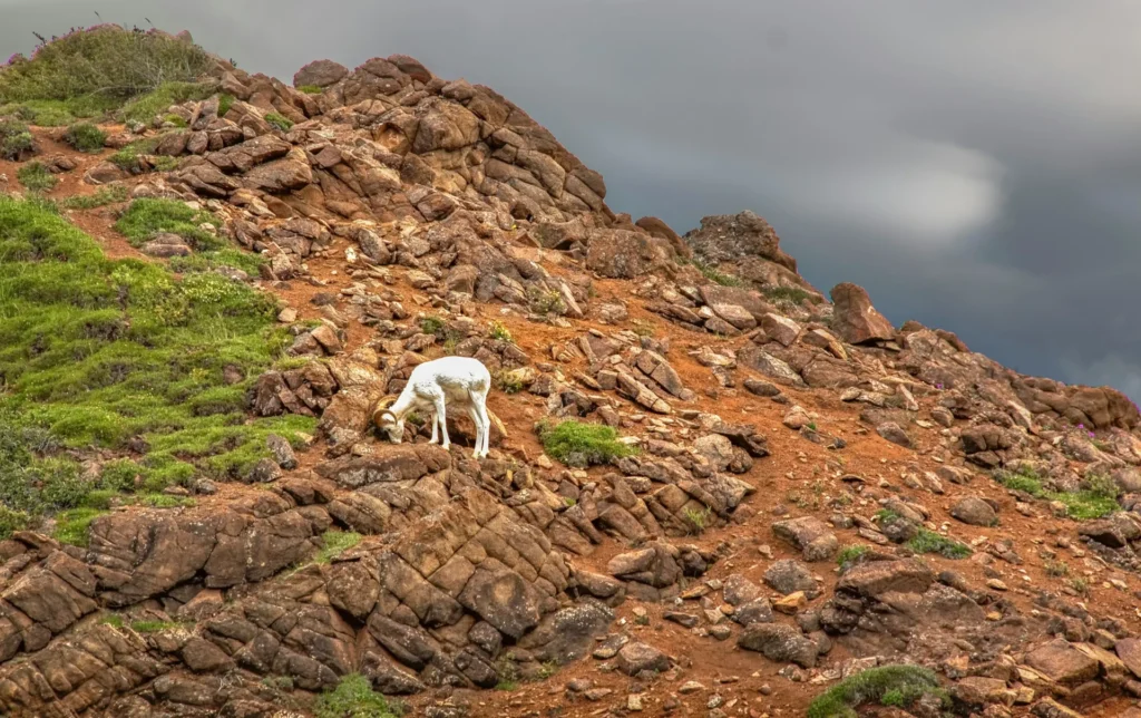 A sheep.