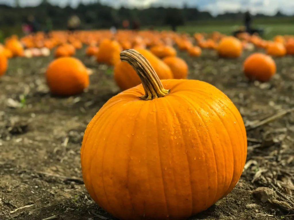 A Pumpkin.