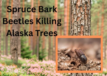 Spruce Bark Beetles