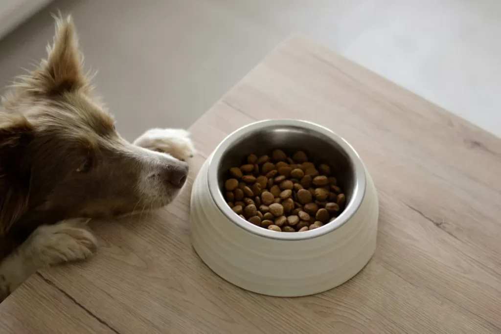 Why Premium Dog Food Improves Your Pet’s Health a brown and white dog eating food out of bowl