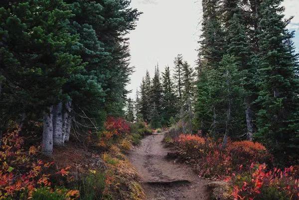 a dirt path in the middle of forest