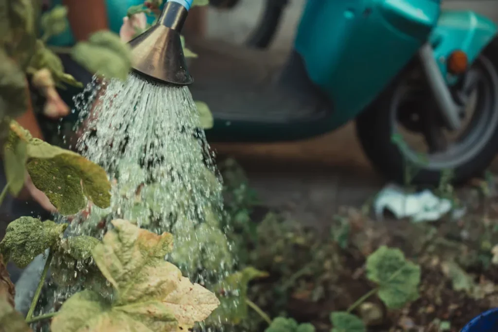 a person watering the plants