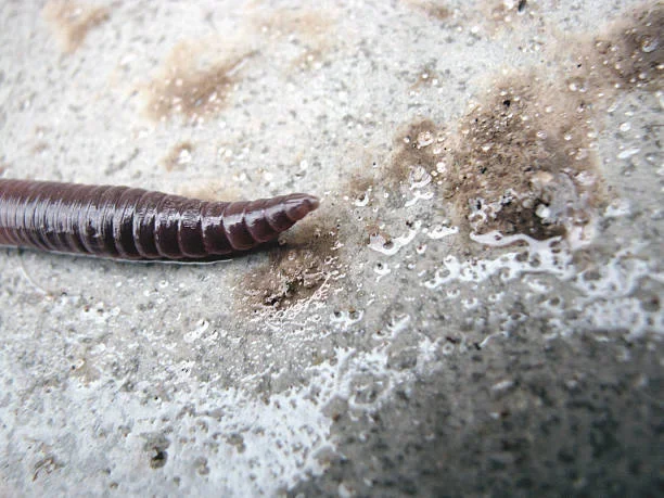 How Ice Worms Survive Inside Alaska’s Glaciers ice worm