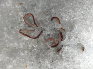 ice worms