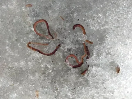 ice worms