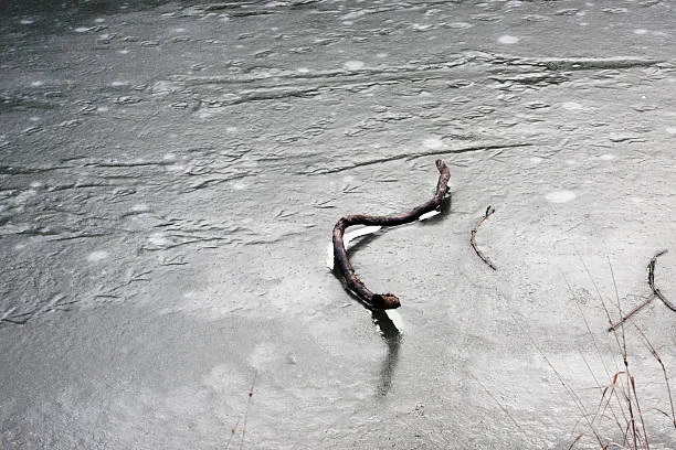 How Ice Worms Survive Inside Alaska’s Glaciers iceworm