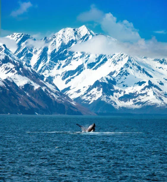 Glacial Surfing in Alaska: Riding Waves on Ice-Crafted Waters kenai fjords