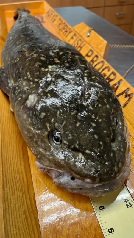 Fish 1