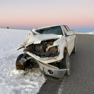 Multiple Cattle Struck on Highway 14A in Hunt Mountain Area, Drivers Urged to Use Caution moose