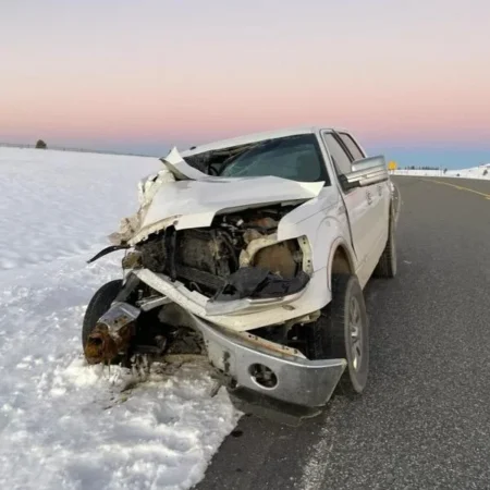 Multiple Cattle Struck on Highway 14A in Hunt Mountain Area, Drivers Urged to Use Caution moose