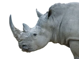 The End of an Era: Last Male Northern White Rhino Dies, Leaving the Species Functionally Extinct white male rhino