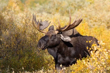 Moose Encounter