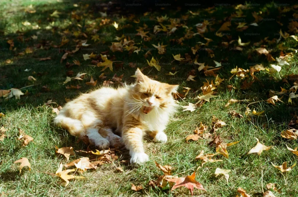 Your Home's "Dirty Season" Survival Guide (Hint: It's All Year) a cat laying on grass