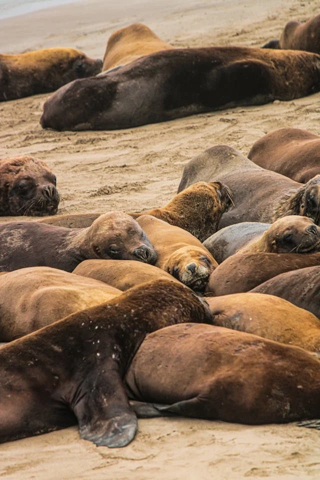 all about steller sea lion