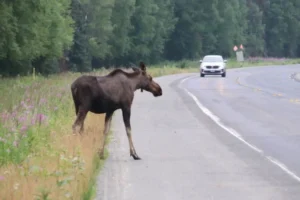 moose collision