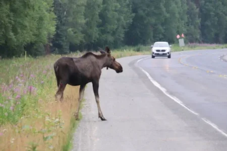 moose collision