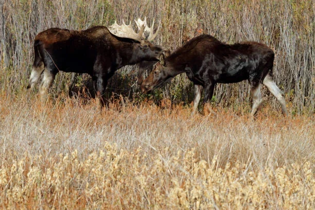 “Over 800 Moose Hit Each Year”Alaska Drivers Warned as Winter Hazards Rise moose