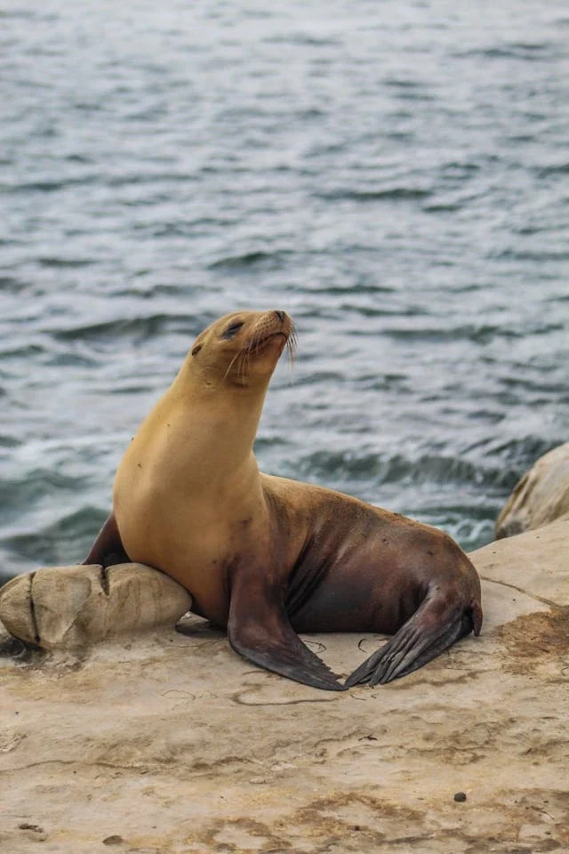 steller sea lion.