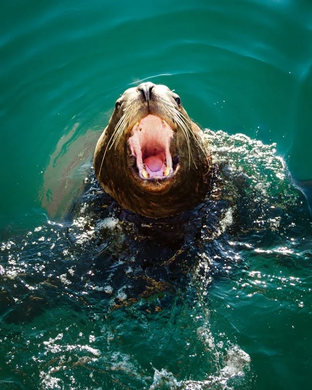 steller sea lion teeth
