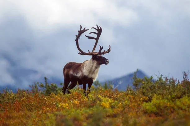 Western Arctic Caribou Herd Designated “Critical and Declining” Following 2025 Count Caribou