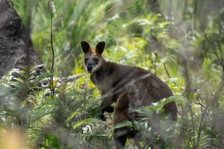 Trump Administration Proposes Changes to Endangered Species Act Protections ESA 2