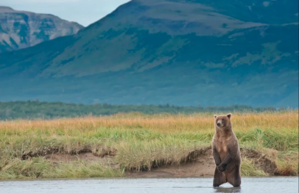 Best Time to Visit Katmai National Park (Bear Viewing, Weather & Travel Guide) a bear standing at katmai national park alaska