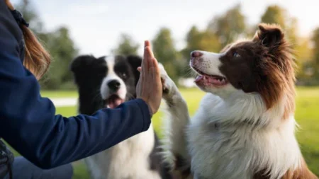 Bark in the Park Celebrated as a Holiday Success in the Mat-Su bark in the park 2