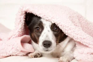 Anchorage Animal Care & Control Requests Blanket Donations as Temperatures Drop blanket Donation 1