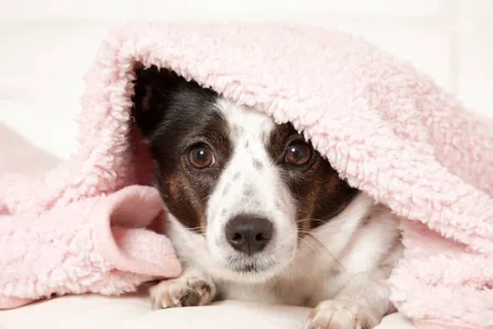 Anchorage Animal Care & Control Requests Blanket Donations as Temperatures Drop blanket Donation 1