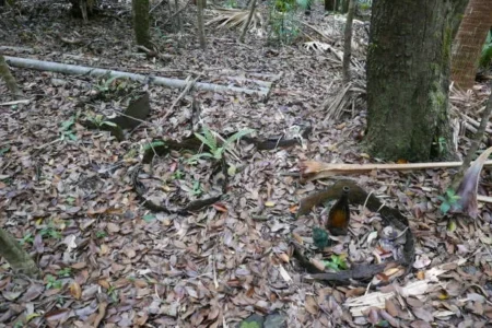 With Traps on Winter Trails, Officials Remind Pet Owners to Stay Alert pet traps