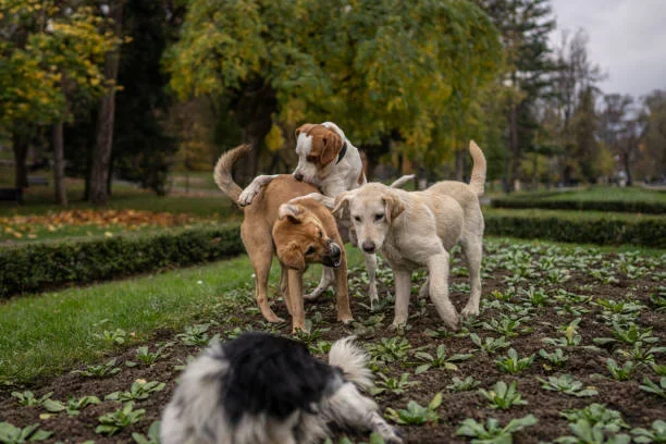 Alaska Family Shows How “Alaska Day Puppies” Are Raised the Alaska Way puppies