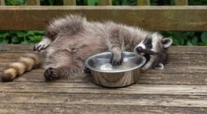 Raccoon Found Passed Out in Liquor Store Bathroom After Drinking raccoon