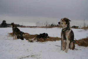 sled dogs