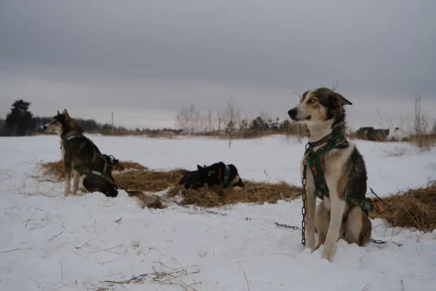 Dozens Rush to Save Sled Dogs After Trailer Flips on Frozen Interstate sled dogs