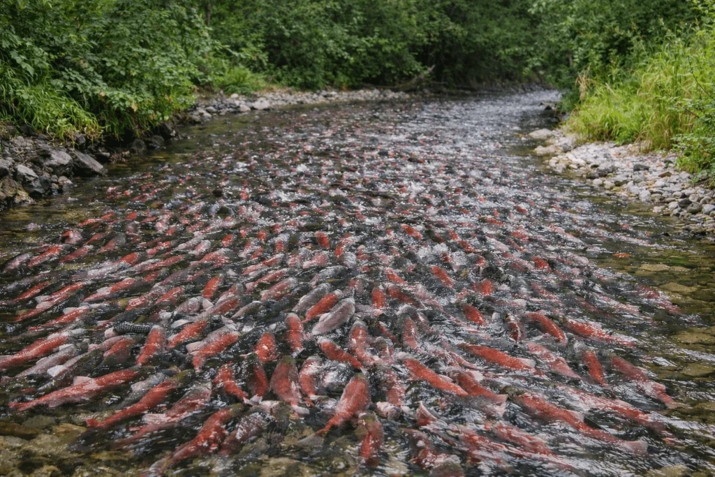 Shallow Creek in Alaska Is Filled With Thousands of Salmon