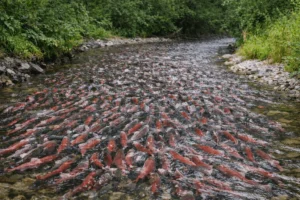 This Shallow Creek in Alaska Is So Full of Salmon It Looks Unreal Shallow Creek in Alaska Is Filled With Thousands of Salmon