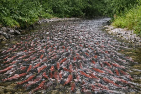 Shallow Creek in Alaska Is Filled With Thousands of Salmon
