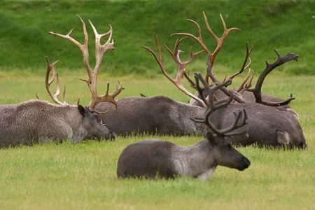 caribou herd