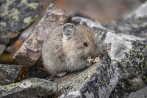 ADF&G Invites Public to Winter Wildlife Talk on Alaska’s Collared Pikas