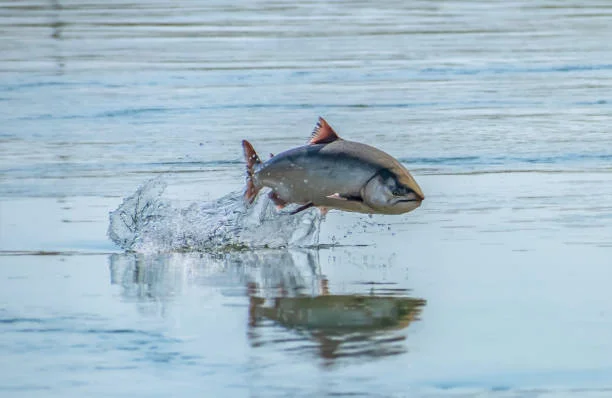 ADF&G Releases 400,000 King Salmon Smolt at Eklutna Tailrace