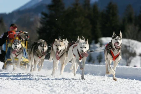 Yukon Quest Alaska Races Kick Off With Meet the Mushers and Public Race Start