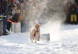 Su Dog 300 Returns Feb. 21 With Finish-Line Soup Contest on Feb. 23