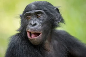 Alaska Zoo Exhibit Closed After Bonobo Shatters Safety Glass