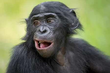 Alaska Zoo Exhibit Closed After Bonobo Shatters Safety Glass