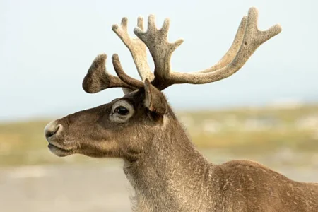 Can Alaska Save Caribou by Reducing Bear Populations? Debate Grows