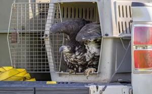 Alaska Raptor Center Releases 11 Eagles Into Wild
