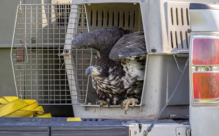 Alaska Raptor Center Releases 11 Eagles Into Wild