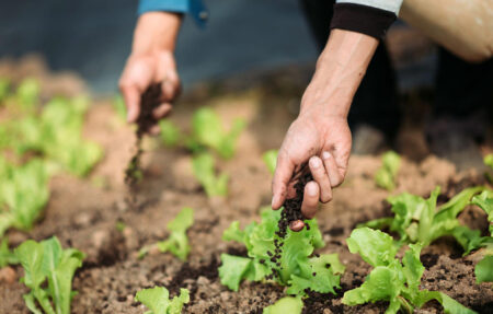 Alaskan Fish Fertilizer: Uses, Benefits and How It Works Alaskan Fish Fertilizer