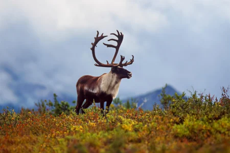 What Animals Live in Alaska’s Wild Regions